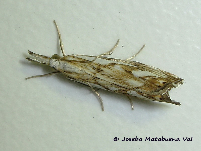 Catoptria falsella - Crambidae